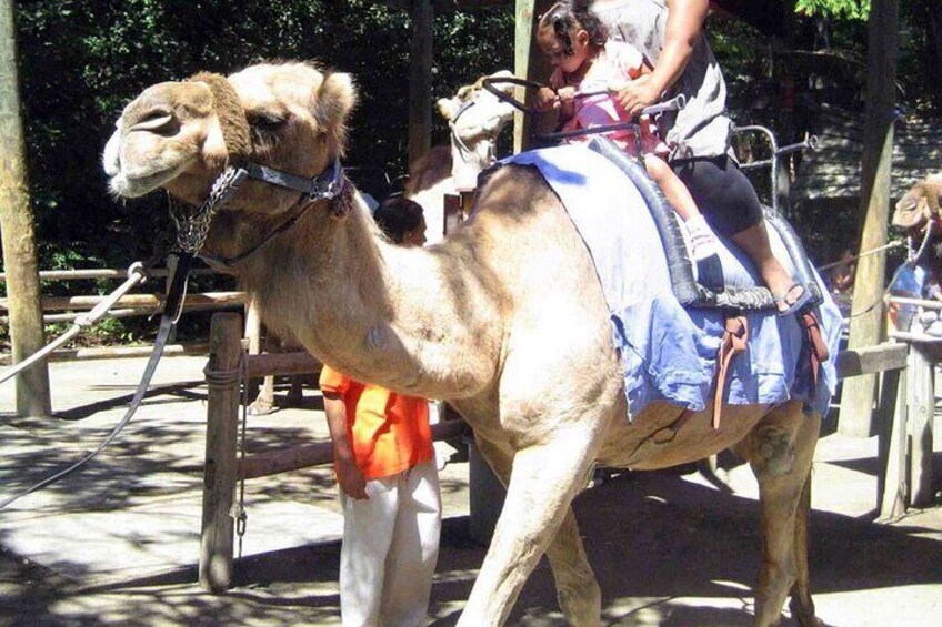 Fethiye Camel Riding Everyday