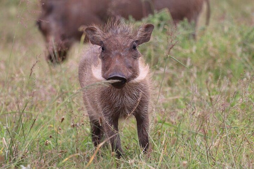 2 Day Private Safari Addo Elephant and Bhejane Game Reserve