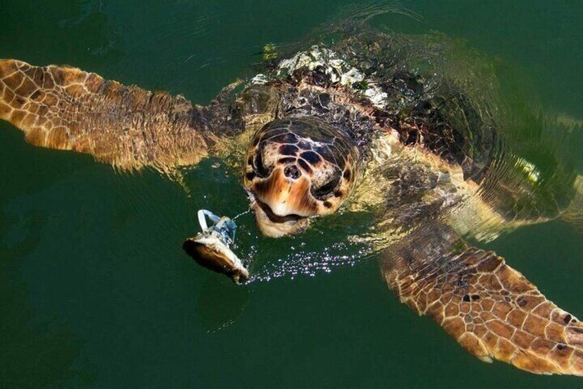 Full Day Fethiye Turtle Beach Tour With Mud Baths & Lunch