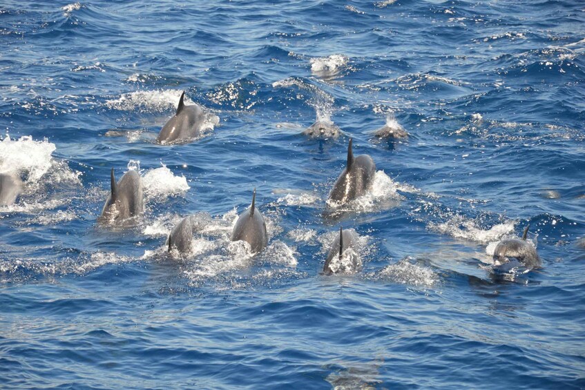 Picture 1 for Activity Tenerife: Whale and Dolphin Watching Tour