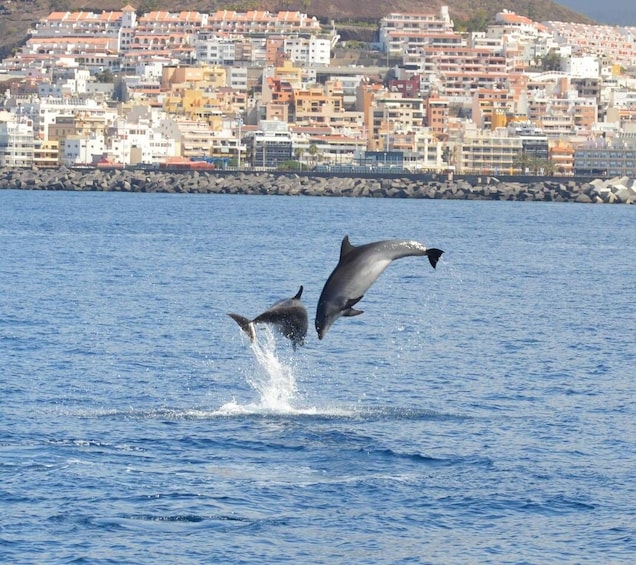 Picture 9 for Activity Costa Adeje: Whale and Dolphin Watching Tour by Yacht