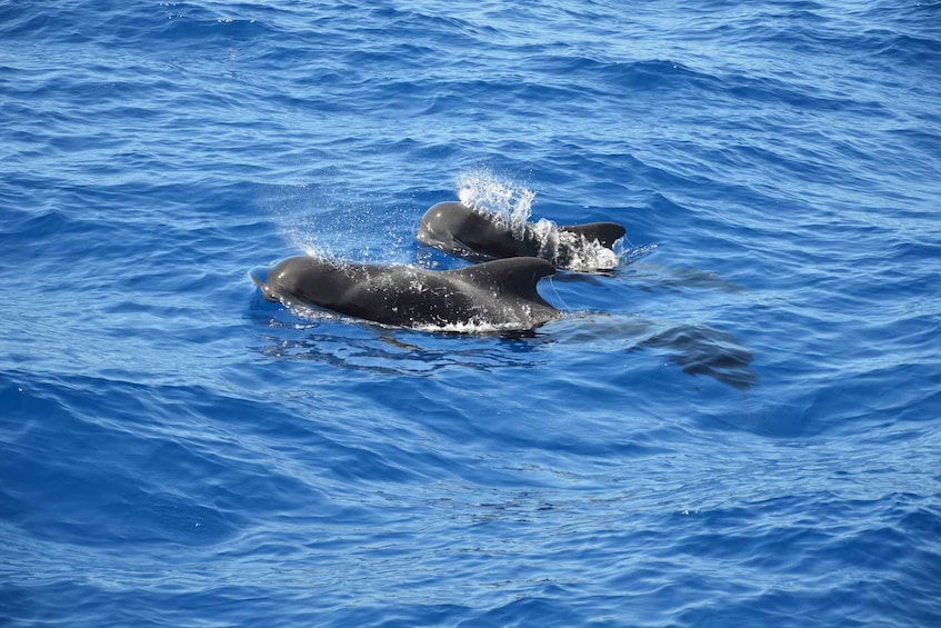 Picture 1 for Activity Costa Adeje: Whale and Dolphin Watching Tour by Yacht