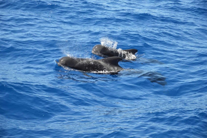 Tenerife: Whale and Dolphin Watching Tour