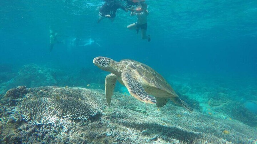 Full Day Apo Island Tour from Dumaguete