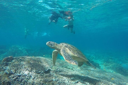 Full Day Apo Island Tour from Dumaguete