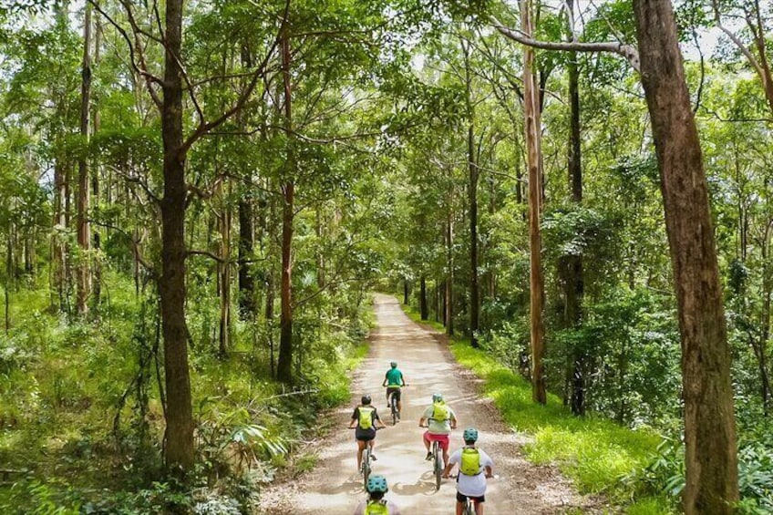 Cycling through the majestic rainforest of Mt Jerusalem National park on the way to Unicorn Falls