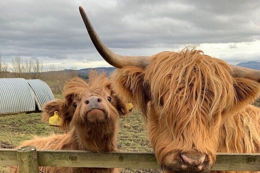 Baby Coo