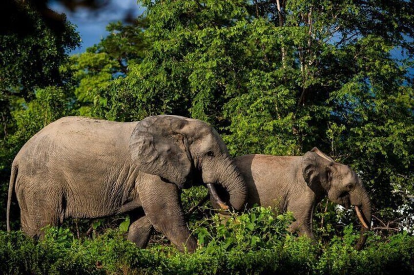 Elephants at mole park-Grassroottours