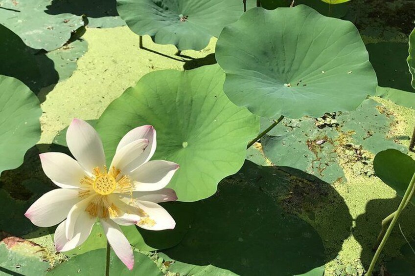 Pick out your own water lily for the 7 Curry dish