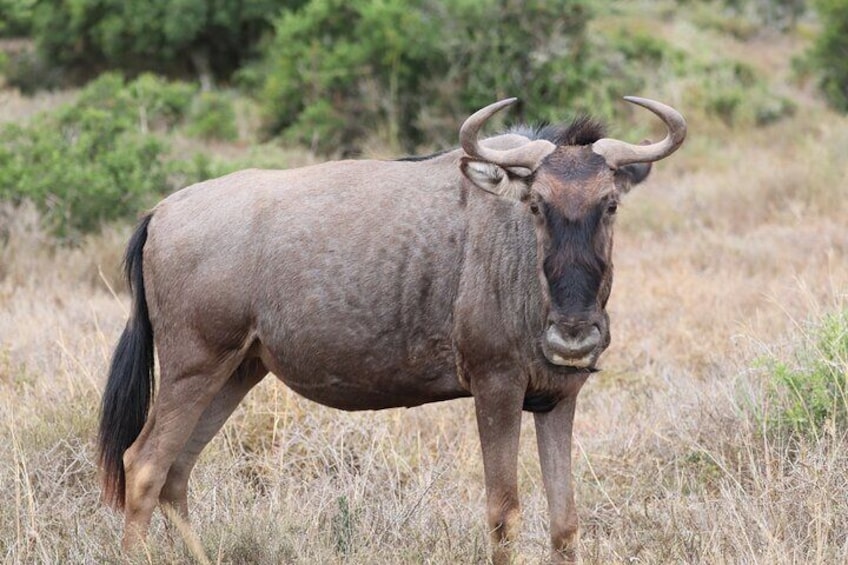 2 Day Private Luxury Addo Elephant & Mountain Zebra Park Safari