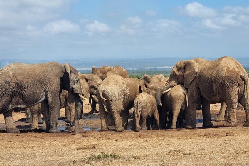 2 Day Private Luxury Addo Elephant & Mountain Zebra Park Safari