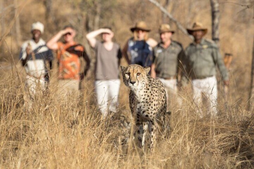 2 Day Private Luxury Addo Elephant & Mountain Zebra Park Safari