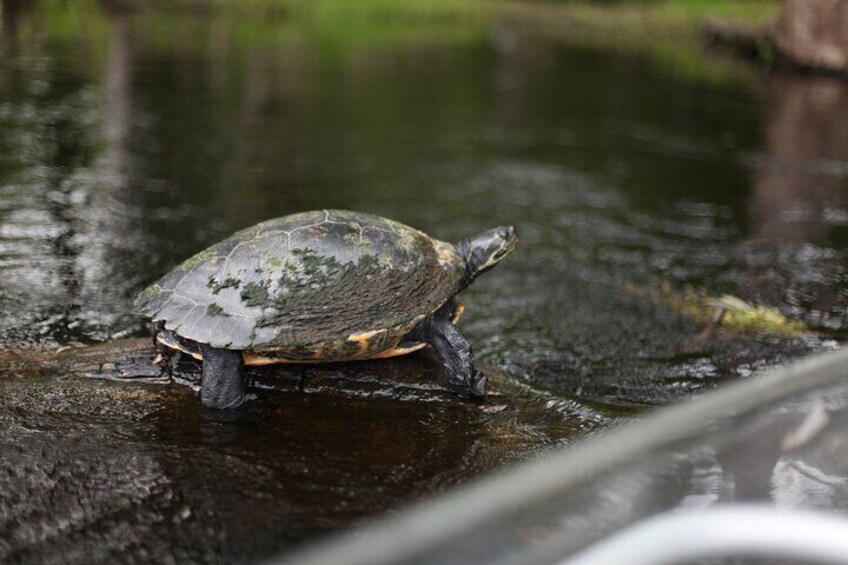 2 Hour Glass Bottom Guided Kayak Eco Tour in Gilchrist Blue 