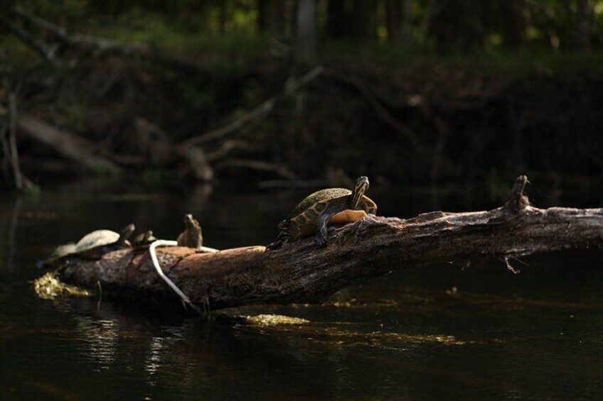 2 Hour Glass Bottom Guided Kayak Eco Tour in Gilchrist Blue 