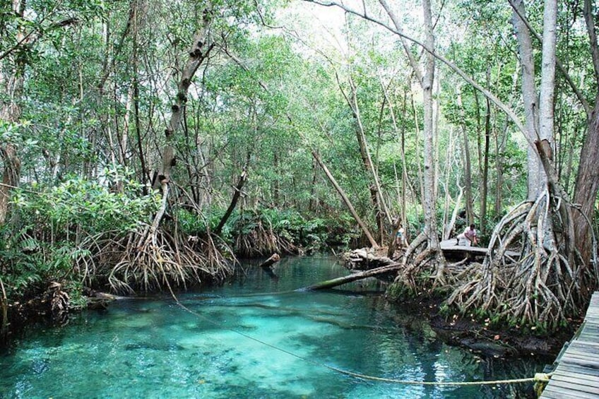 Celestun Beach and Mangrove Boat Ride from Merida