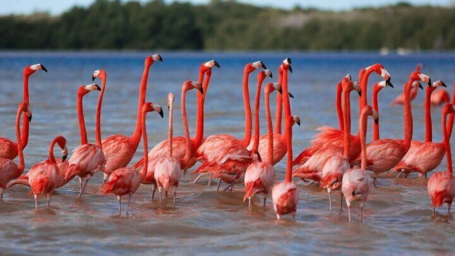 Flamingos at Celestun tour from Merida
