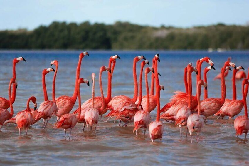 Flamingos at Celestun tour from Merida