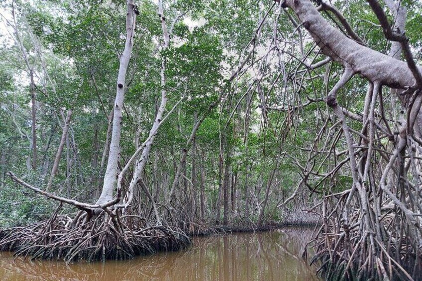 Celestun Beach and Mangrove Boat Ride from Merida