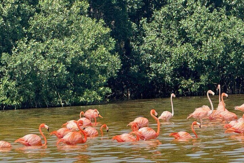 Celestun Beach and Mangrove Boat Ride from Merida