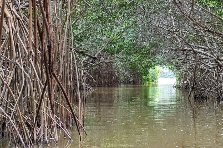 Celestun Beach and Mangrove Boat Ride from Merida