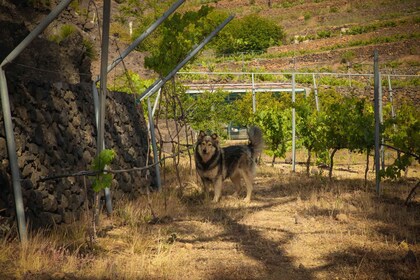 Tenerife: Tour of an Organic Vineyard with Tasting & Snacks