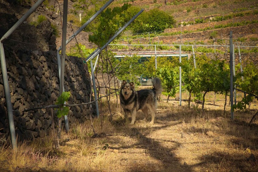 Picture 4 for Activity Tenerife: Tour of an Organic Vineyard with Tasting & Snacks