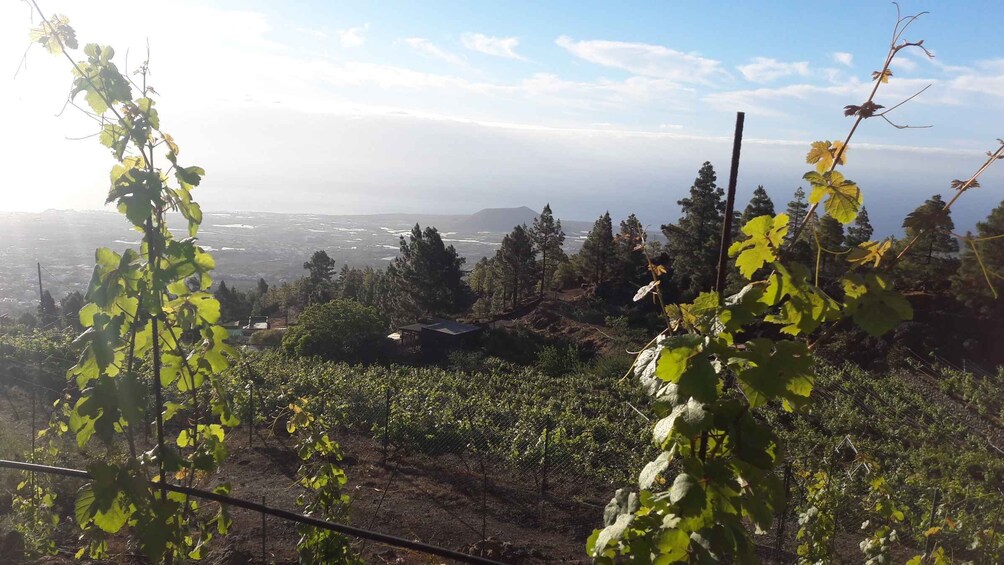 Picture 3 for Activity Tenerife: Tour of an Organic Vineyard with Tasting & Snacks