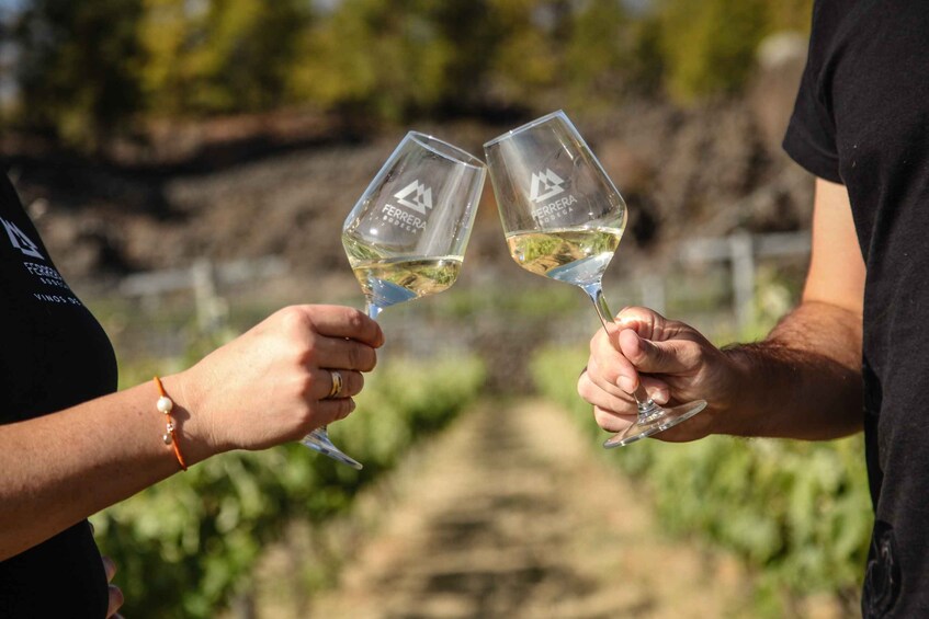 Picture 2 for Activity Tenerife: Tour of an Organic Vineyard with Tasting & Snacks