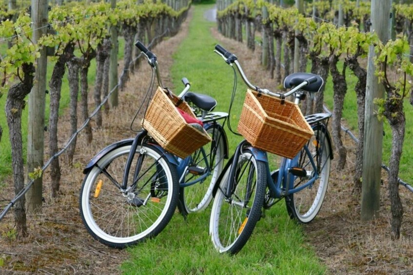 Picture 2 for Activity Mattituck: Long Island Private Guided Bike Tour & Tastings