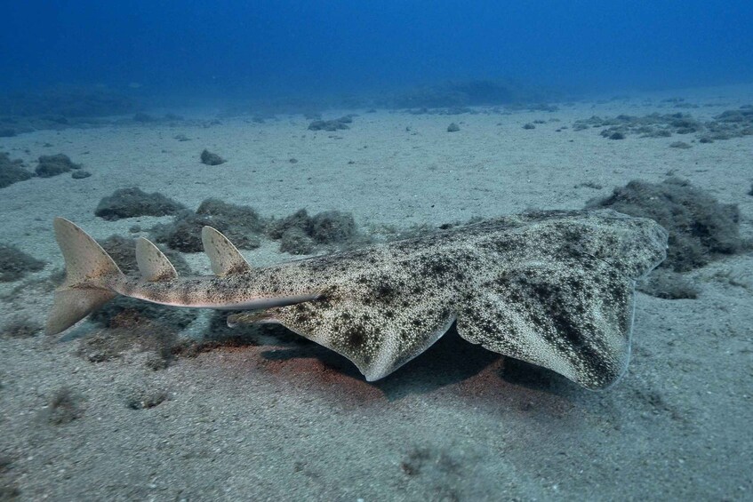 Picture 4 for Activity Gran Canaria: 3-Day Open Water Diver Course