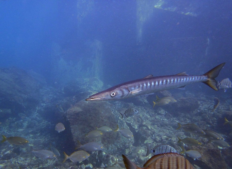 Picture 2 for Activity Gran Canaria: 3-Day Open Water Diver Course