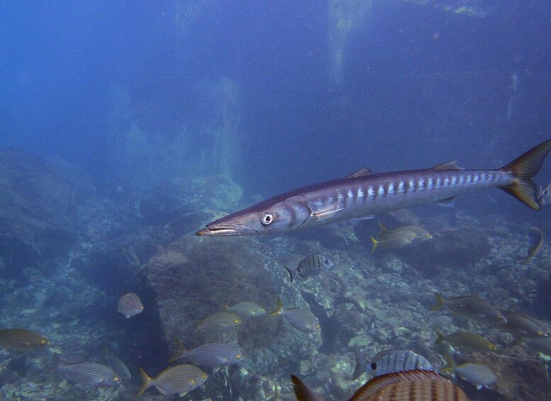 Picture 2 for Activity Gran Canaria: 3-Day Open Water Diver Course