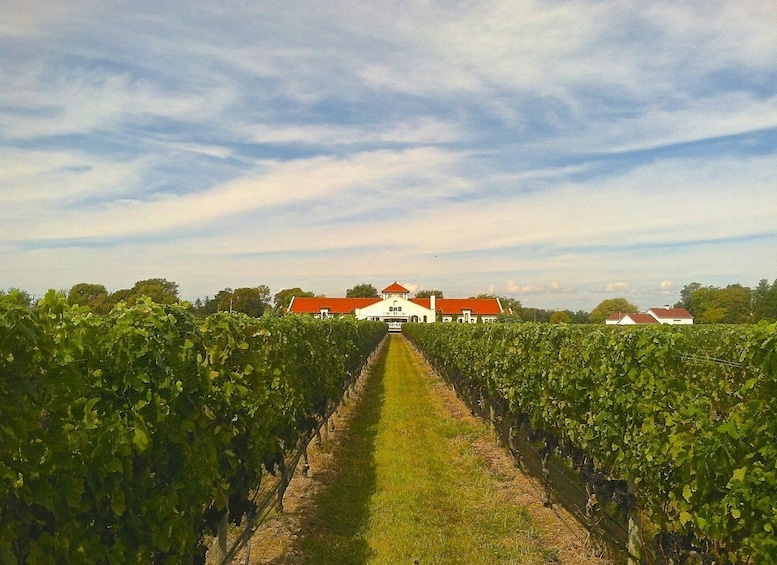 Picture 3 for Activity From NYC: Long Island Wine Tour with Tastings