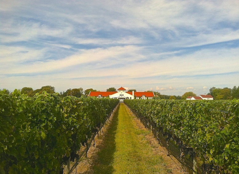 Picture 3 for Activity From NYC: Long Island Winery Tours with Lunch