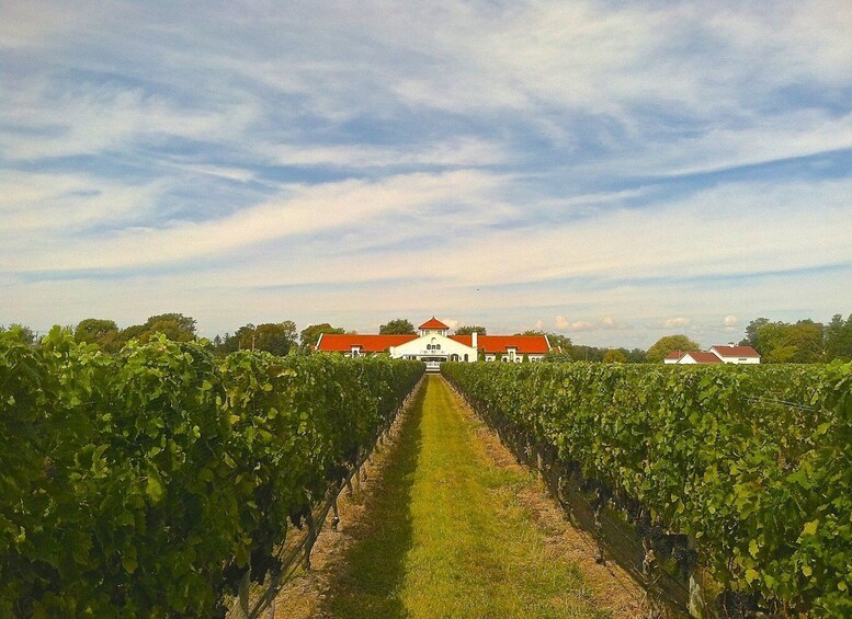 Picture 3 for Activity From NYC: Long Island Winery Tours with Lunch