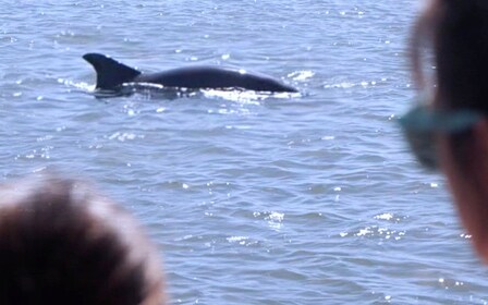 Hilton Head: Crucero diurno o al atardecer para avistar delfines