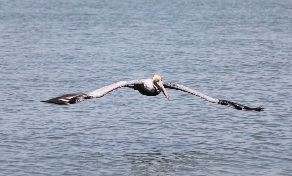 Picture 8 for Activity Hilton Head: Sunset or Daytime Dolphin Watching Cruise