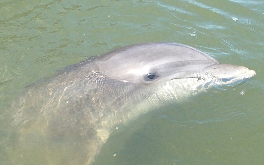 Picture 1 for Activity Hilton Head: Sunset or Daytime Dolphin Watching Cruise