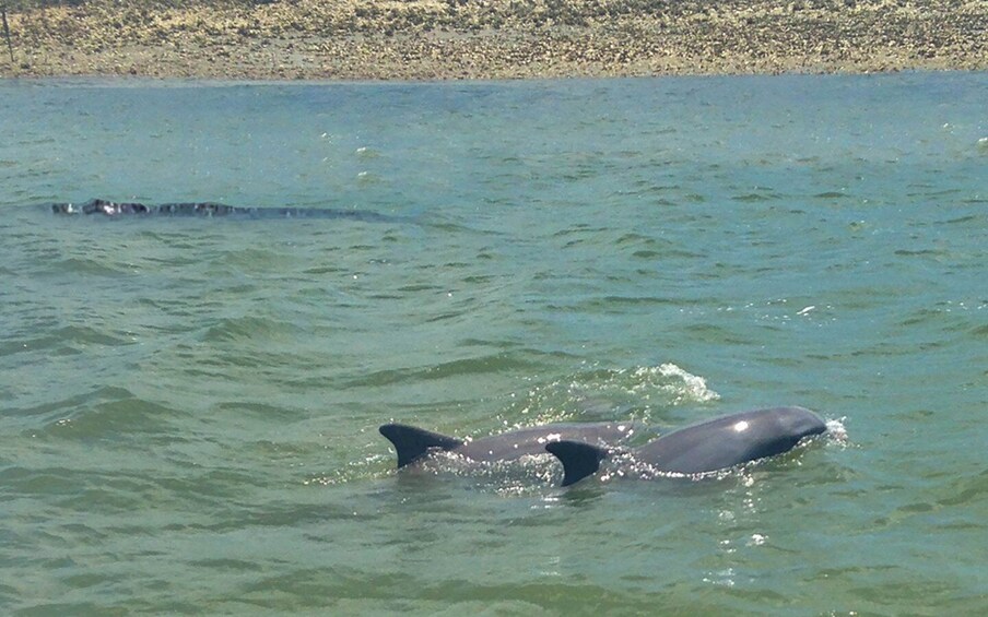 Picture 3 for Activity Hilton Head: Sunset or Daytime Dolphin Watching Cruise