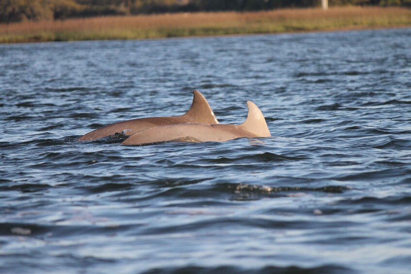 Picture 9 for Activity Hilton Head: Sunset or Daytime Dolphin Watching Cruise