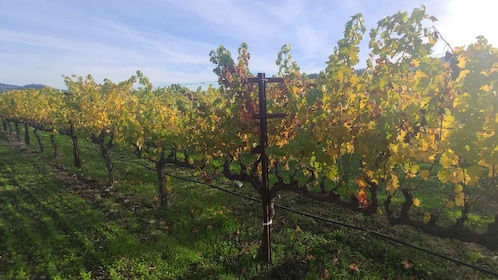 Depuis San Francisco : Visite privée des vignobles de Napa et de Sonoma