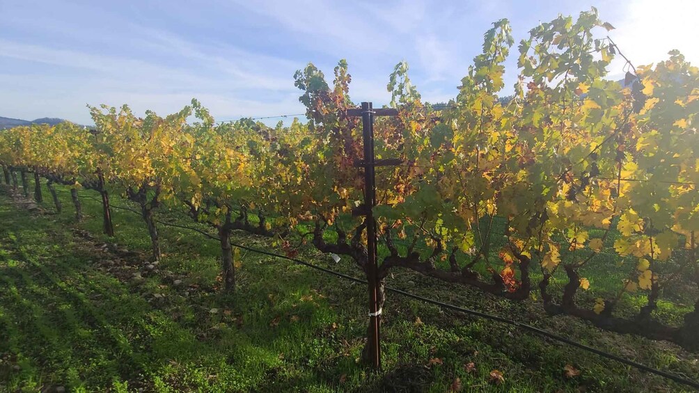 From San Francisco: Napa and Sonoma Private Wine Tour