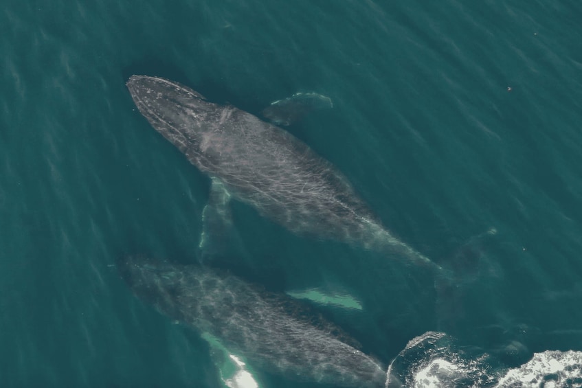 Picture 5 for Activity Hoonah: Icy Strait Whale Watch with Drone Filmography