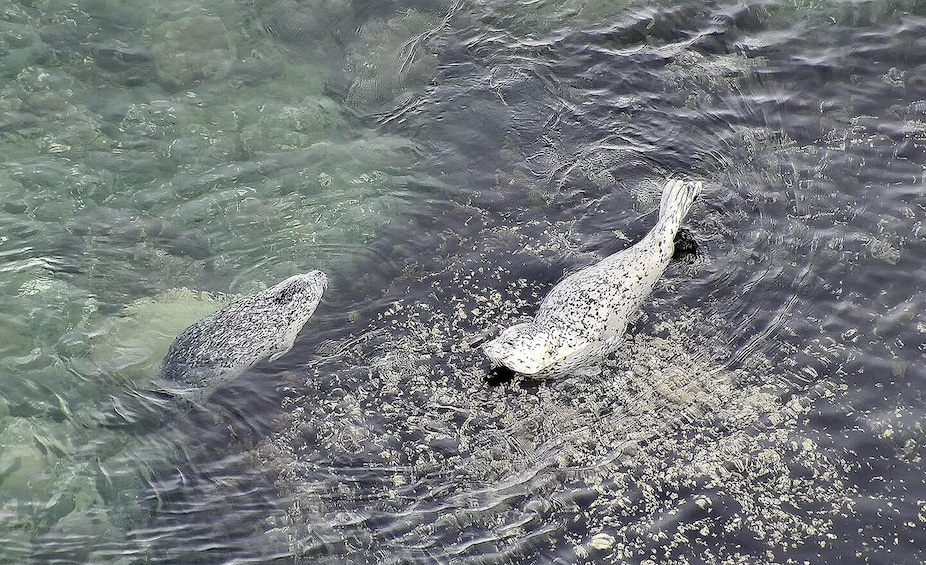 Picture 23 for Activity Hoonah: Icy Strait Whale Watch with Drone Filmography