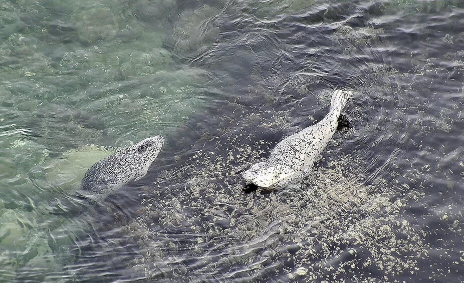 Picture 23 for Activity Hoonah: Icy Strait Whale Watch with Drone Filmography