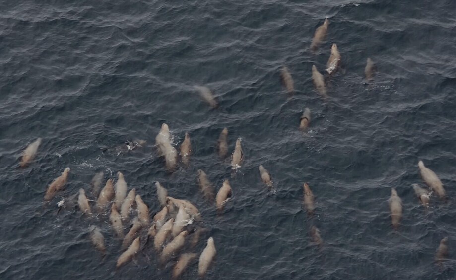 Picture 6 for Activity Hoonah: Icy Strait Whale Watch with Drone Filmography