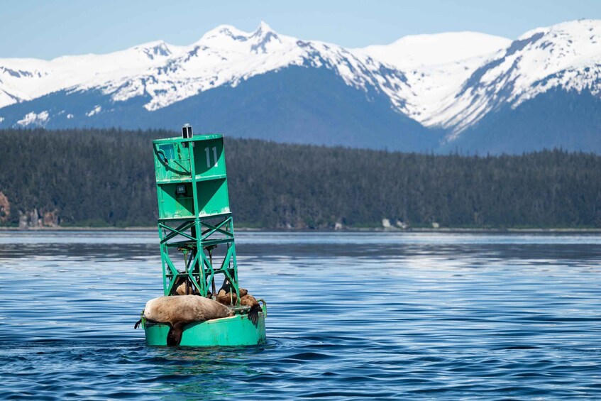 Picture 16 for Activity Hoonah: Icy Strait Whale Watch with Drone Filmography