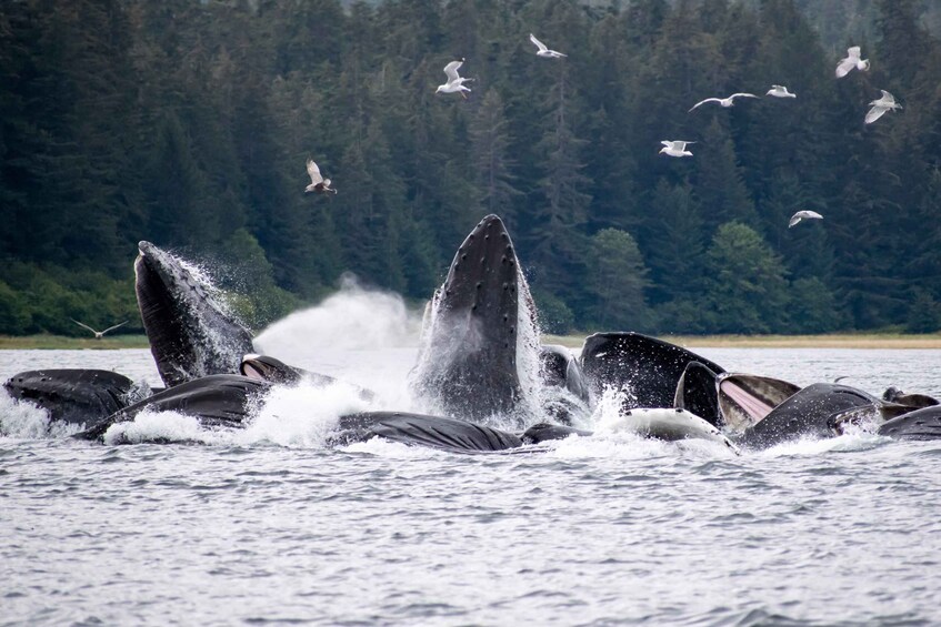 Picture 18 for Activity Hoonah: Icy Strait Whale Watch with Drone Filmography