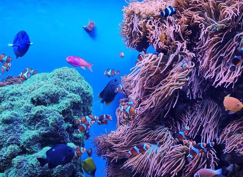 Private Tour Monterey, Aquarium, 17-mile Drive, Carmel