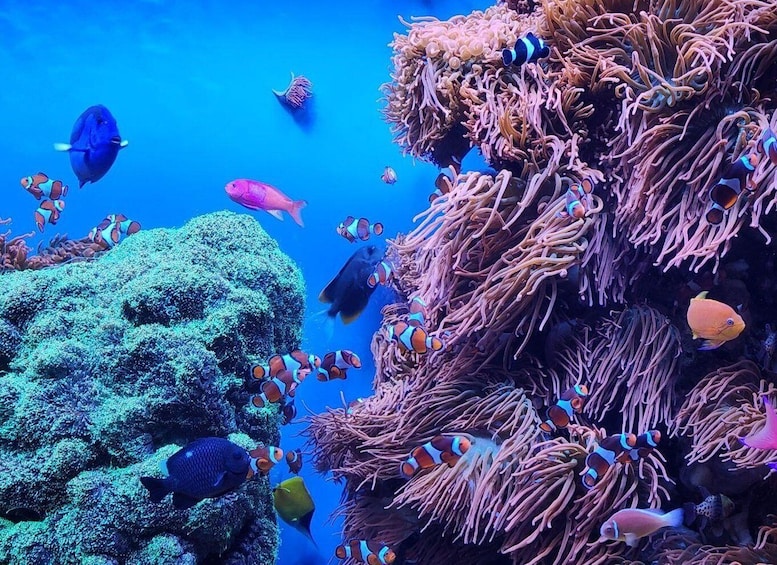 Private Tour Monterey, Aquarium, 17-mile Drive, Carmel